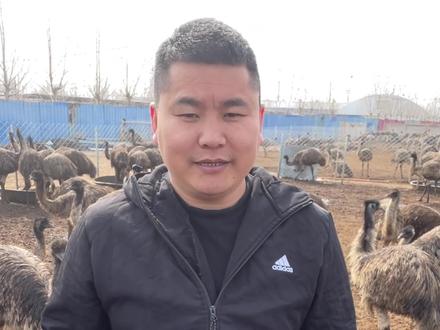 非洲鸵鸟和澳洲鸵鸟(鸸鹋)是两个物种……