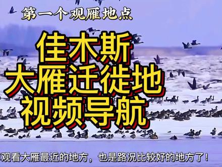 佳木斯大雁迁徙地导航视频#佳木斯 #佳木斯旅游 #青耘龙江 #佳木斯大雁 #宣传家乡旅游文化 周末可以带孩子去看看,别忘了带上望远镜,平时去看大雁都在岛上趴着不起来,每天日落的前后能看见成群结伴的在天上飞。除非受到惊吓它们才飞起来!