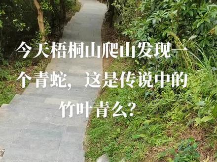 2021.9.11梧桐山上发现青蛇,是传说中的竹叶青么?