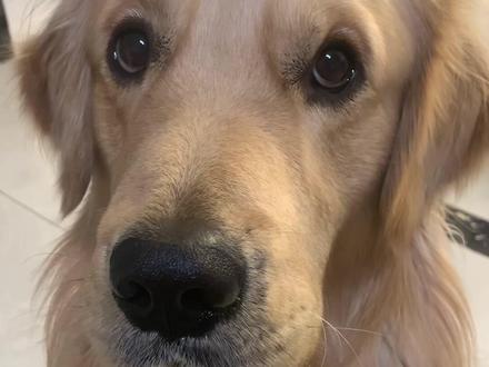 快来教小狗说话吧#不养狗不知道养狗的乐趣 #金毛