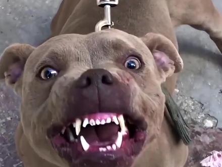 比特犬挑衅老虎,却被老虎一招锁喉送其归西,老虎:哪来的自信!