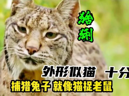 猞猁:凶猛无比,捕猎兔子就像猫捉老鼠一样轻松!#热门 #猞猁 #动物 #野生动物 #猛禽 @抖音创作者中心