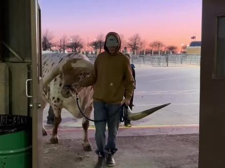 科普21种不同的牛,看你认识几种?#神奇动物 #保护野生动物