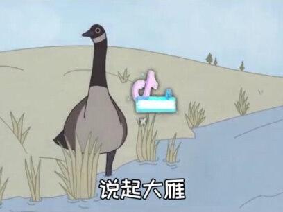 大雁如何知道几时开始迁徙#十万分好奇 @抖音青少年 #科普 #涨知识 #原创视频 #动物 #给世界答案