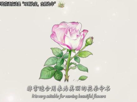 我觉得宝华月季的花语应该是“珍则为宝,念即为华” #宝华月季 #月季 #农科院 #抽象 #青年创作者成长计划 珍则为宝: “宝”并非天生,而是源自“珍”的动词性动作。一块顽石、一个平凡之人、一段寻常时光,因你投注的珍视、爱护与倾心,它便从万物中凸显,成为了你世界里的“独一无二之宝”。
念即为华: “华”(光华、开花)并非静止的状态,而是“念”这个持续精神活动所绽放出的结果。持续的思念、铭记与讲述,本身就是在为所念之人事物镀上温暖的光晕,使其生命持续盛开