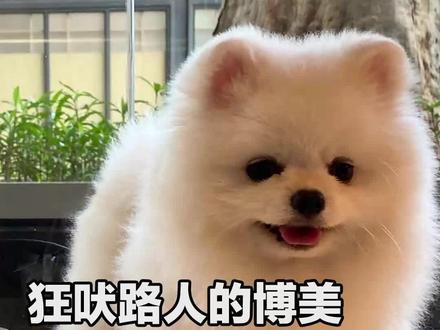 纠正狂吠路人的博美,它还对车穷追不舍 #广州训犬 #训犬 #博美 #狗狗