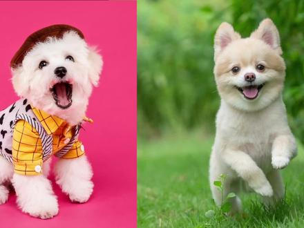 比熊和博美哪个好?新手适合养比熊还是博美? #比熊 #博美 #养狗经验分享 #比熊的优缺点 #博美的优缺点