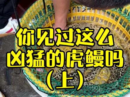 今天买了一条超凶#虎鳗#差点被他咬到#厦门八市##福建美好推荐官##直播带货#@抖音小助手