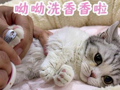 #猫咪 呦呦洗香香啦 #萌宠出道计划 #呦呦 #网红猫