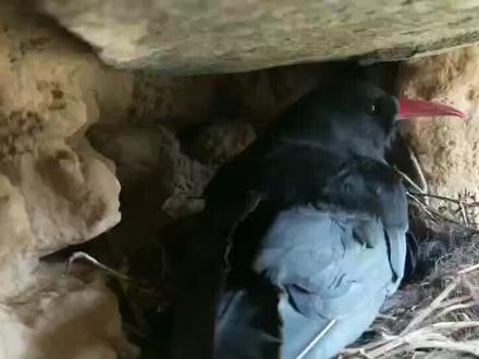 三江源国家公园#嘎朵觉悟神山 #野生动植物的天堂 #红嘴鸦一家的幸福