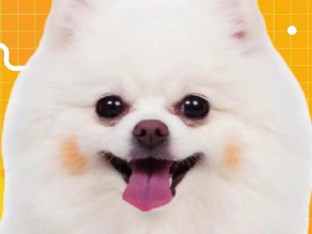 博美性格类型 #博美知识百科 #博美宝宝 #博美犬 #萌宠出道计划 #抖in萌宠计划