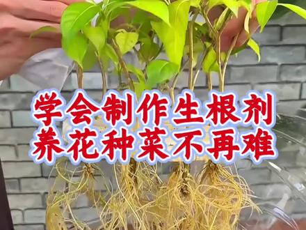 生根剂还不会制作,别说你会养花#养花小知识 #种植小技巧 #自制生根剂 #三农#家庭种植