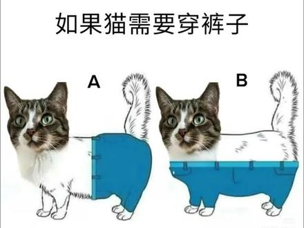 猫如果穿裤子,是穿a还是穿b