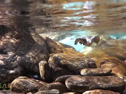 高清近拍鸟儿在水里游泳觅食,太美了 #水下拍摄 #清澈见底的水 #山涧小溪 #鸟 #大自然 #动植物观察局 @抖音青少年 #知识