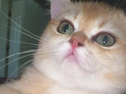 小七的妙脆角#开心 #萌宠出道计划#猫咪的迷惑行为#金渐层#萌宠日常记录#猫咪