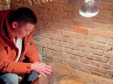 黄金枪进入预产期 #养狗爱好者 #真实户外 #顶级打场狗