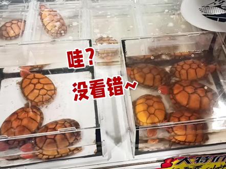 蛋龟下跌,准备抄底咯! #养龟日常 #养龟人 #乌龟 #观赏龟 #龟龟🐢 #草龟 #蛋龟 #养龟入坑指南
