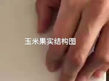 生物老师教你画玉米果实结构图