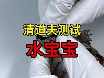 把巨无霸水宝宝喂给清道夫,膨胀后会发生什么事?#清道夫 #水宝宝 #解压 #趣味实验 #外来入侵物种