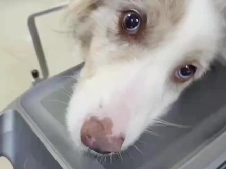 救救我! 木木,一只漂亮的蓝眼睛红色陨石边牧。
明明是人为精心培育出来的品种,但不知道出于什么原因又被弃养,无家可归。
没人知道流浪阶段的木木经历过什么。
她是这么可爱、害羞又有生命力的小狗。
善良的医生把她从生死线上拉回,从奄奄一息到可以积极干饭的这三个月里,再难再疼木木都没有大声叫唤。
希望更多有爱心的人能看到这篇帖子,并一起加入守护木木的队伍里。我们真的很需要帮助。
背景情况:
📍3月13日,第一发现人在马路上救下木木。木木因为车祸造成全身多处骨折,最严重处是脊椎骨折。目前木木在厦门医院住院治疗。
📍5月初,木木还经历了严重的褥疮危机。经过手术,褥疮现在已经基本康复。
📍未来计划为木木进行针灸。希望在1-2个月内集中复健,恢复自主行走后找中转家庭/领养。如果不能,我们会继续给木木寻找一个能安置的小院。
#边牧 #边牧日常 #救助流浪动物 #世界不能没有小狗 #善待动物关爱生命