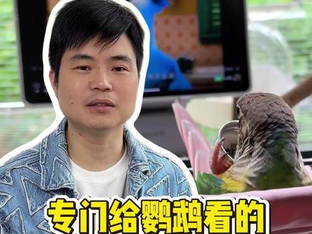 你知道吗? 居然有给鹦鹉看得动画片#新手养鹦鹉 #手养鹦鹉 #羽趣 #鹦鹉知识