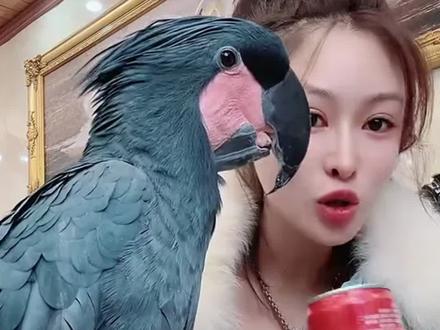 黑葵就属我这只最精了#鹦鹉
