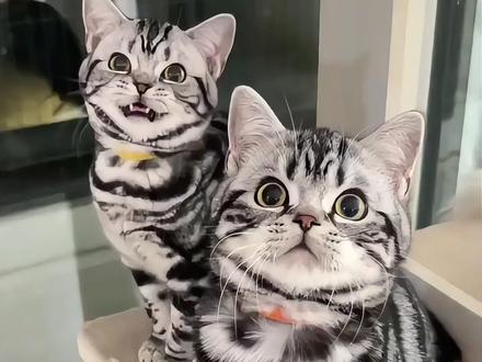 美短串串长啥样?从花纹到整体一次讲清! @DOU+小助手 #美短 #美短猫 #美短虎斑猫 #新手养猫 #猫咪知识