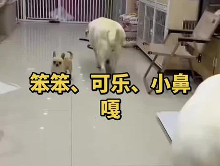 #周小帅日常 #拉布拉多#小柯宠物店 笑死了,笨笨也确实是过上了有老婆孩子热炕头的生活了,就是咋看上去有点三角恋