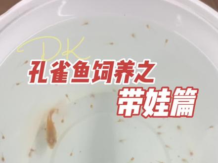 孔雀鱼生小鱼怎么养?不懂带娃的看过来哦,看完再不懂罚留堂#孔雀鱼宝宝 #孔雀鱼饲养方法 #孔雀鱼苗
#创作灵感