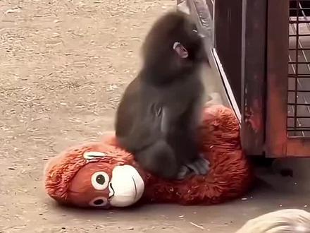 #panchi小猴猴 Panchi于2025年7月26日出生在日本千叶县市川市动植物园。 它的妈妈是头一胎,因难产和酷暑导致身体虚弱,无力照顾它,Panchi因此被遗弃。由于从小缺乏母爱,Panchi内心非常缺乏安全感。 为了帮助它,饲养员准备了各种柔软的玩具,Panchi最终选择了一只宜家的红毛猩猩玩偶。 从那天起,这只玩偶就成了Panchi唯一的“妈妈”和依靠,它走到哪儿都抱着它,睡觉、吃饭、甚至被其他猴子欺负后,都会躲到玩偶身后寻求安慰。但关于它为何被猴群孤立,有两种不同的说法:
说法一: 因为Panchi从小由人类抚养,缺乏与同类相处的经验,不懂猴群的社交规则,所以一开始难以融入,被猴群排挤和欺负。
说法二: 这其实是一场“乌龙”。猴群害怕Panchi一直抱着的红毛猩猩玩偶,因为红毛猩猩是比猴子更高级的灵长类动物,且是肉食性的。 猴子们看到它拖着一个“同类的尸体”在身边,感到害怕而躲开它,导致Panchi为了寻求安慰而更加依赖玩偶,形成一个恶性循环。