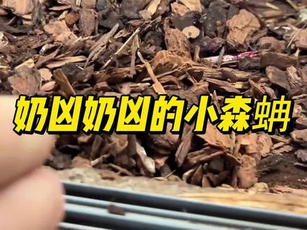 #冷知识 :蟒和蚺的区别之一是,蟒是卵生动物,蚺是卵胎生动物#蚺 #蟒蛇 #神奇动物在抖音