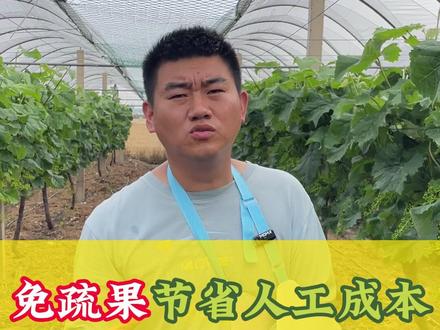 免疏果方案节省人工成本,可以不影响产量和串型#葡萄种植 #种植小技巧 #作丰客 #阳光玫瑰种植技术 #葡萄免疏果