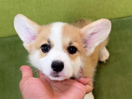 今天给大家讲解一下赛级柯基应该怎么选,和普通柯基有什么区别#柯基 #小短腿 #萌宠 #狗狗 #淄博