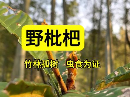 竹林深处,一棵1.6米的枇杷树孤独生长,叶子布满虫痕。它是鸟带来的?人种的?还是山林原住民?虫子的嘴巴,或许已经给出了答案#枇杷 #野生果树 #生态侦探 #自然观察 #植物故事