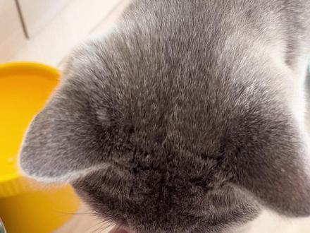 你们见过不吃蛋黄的猫吗?鸡肉冻干嘎嘎吃,蛋黄冻干不理会,你们买之前一定要提前拿鸡蛋蛋黄测试一下,我后来测试了,我家的连鸡蛋蛋黄都不吃,所以冻干没问题,是猫咪自己的原因#我和我的猫 #蓝胖子 #猫零食冻干