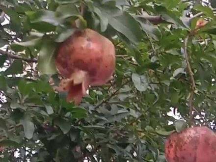 防石榴生黑斑,落果;氯氟氰菊脂加多菌灵,杀灭菊脂加百菌清都可以,以预防为主,20天左右一次!收获前20天停药。