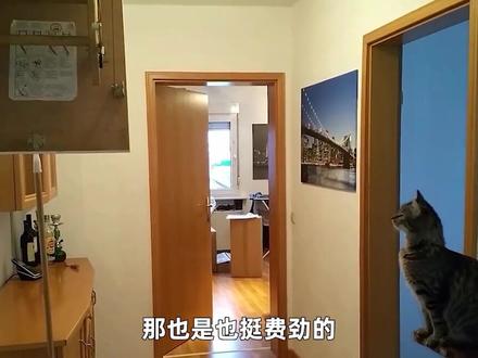 猫的十万个为什么:保持优雅的秘诀是什么?#神奇动物在抖音 #萌知计划 @抖音青少年 #十万分好奇 #十万讲解员