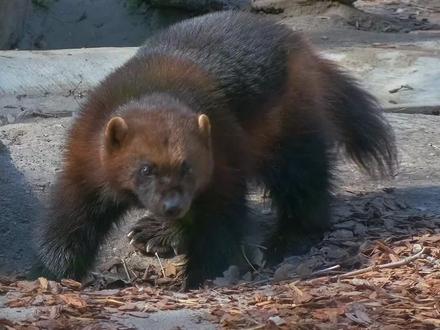 鼬科第一猛兽,我国仅见于东北大兴安岭地区和新疆北部的阿尔泰山区,国家一级保护野生动物。它叫狼獾,也叫貂熊,是食肉目、鼬科、貂熊属的哺乳动物,别名月熊、飞熊、熊貂、山狗子、土狗子。体型比平头哥蜜獾还大得多,是目前陆地上体型最大的鼬科动物(水里最大的是巨獭,平均体型略大于狼獾)。狼獾与平头哥同样具有凶猛、无畏的脾性,是獾类动物家族中最厉害的成员,号称“鼬科第一猛兽”。狼獾是电影形象“金刚狼”的原型动物,拥有强悍的利爪。这种动物的战斗力比平头哥更胜一筹,敢独自挑战狼群,也敢攻击猞猁,甚至曾击败体重超过自身10倍以上的北极熊!分布于中国东北大兴安岭北部、内蒙古和新疆北部阿尔泰地区林区。北半球广大地区,包括北极、阿拉斯加、加拿大北部、西伯利亚、俄罗斯以及波罗的海各国也有分布。狼獾在中国被列为国家一级保护野生动物,同时在黑龙江乌底河已建立保护区。 狼獾会猎食马鹿、驯鹿等经济动物的幼崽,为狩猎业带来一定影响。
#狼獾 #稀有物种 #野生动物 #动物世界