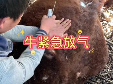 #养牛技术 紧急排气,然后再治