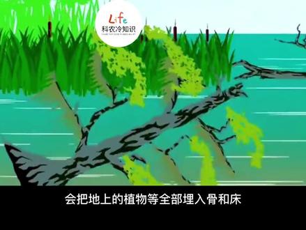 从一吨四五百到2000元一斤,黄金之价,它凭什么这么贵呢? #乌木 #乌木阴沉木 #乌木香 #收藏 #科普一下