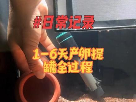 耗时6天,记录迷你鹦鹉产卵提罐整个过程#迷你鹦鹉鱼繁殖 #迷你鹦鹉鱼鱼苗成长记