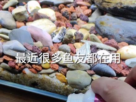 有的鱼缸底砂发黑发臭,用过硫酸氢钾泡腾片,就能分解淤泥,疏通底砂恢复透水性,达到抑制厌氧菌的作用,从而解决发黑发臭的问题 #养鱼日记 #水族 #水草缸 #樑哥的孔雀鱼日记 #新手养鱼