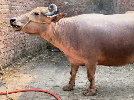 水牛腿上长肉球,兽医说要马上切除 #神奇动物在抖音 #动物世界 #动物科普 #青年创作者成长计划