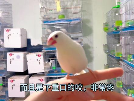 新手养鸟指南,文鸟的优缺点。文鸟属于雀科类,粪便多,脾气差,个人觉得不建议新手期望文鸟,会很大程度的降低养鸟体验。#文鸟 #新手养鸟指南