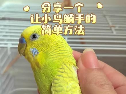 虎皮不是天生就会躺的品种,躺不住属于正常,需要慢慢适应,抓鸟要轻轻的,加上一些安抚,有躺手这种互动需求的可以试试#躺手鹦鹉 #躺手训练 #躺手小鸡 #虎皮鹦鹉 #养鸟经验分享