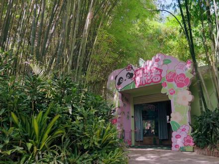 妹猪性格像谁?难道像爸爸?但是妹猪的爸爸到底是谁啊!(视频来源:欢乐长隆)#大熊猫妹猪 #我是妹猪请多关照 #妹猪成长日记 #闪闪发光的妹猪 #长隆野生动物世界