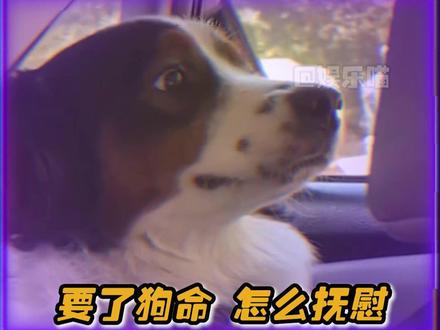 狗狗:这个病情老师没在学校教过啊#萌宠 #狗狗