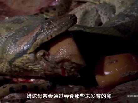 世界上最重,体型最大的蛇类之一绿水蟒#动物世界 #神奇动物在抖音 #绿水蟒