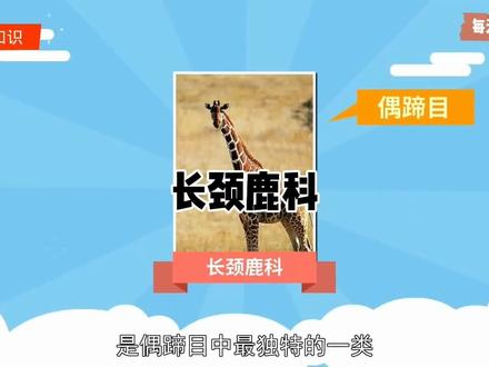 #科普#长颈鹿科 :偶蹄目中最独特的一类