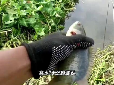 离水7天还能蹦跶,能在岸上翻山行军2里地,广东过山鲫太硬核 #科普一下 #科普 #科普达人 #奇闻奇事 #奇闻趣事